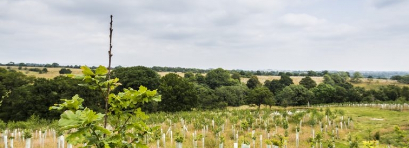 Newly planted trees in cloches