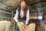 NH cria feeding 