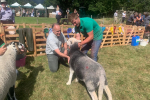 NH Patterdale Dog Show