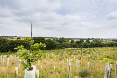 Newly planted trees in cloches