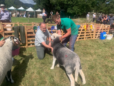 NH Patterdale Dog Show